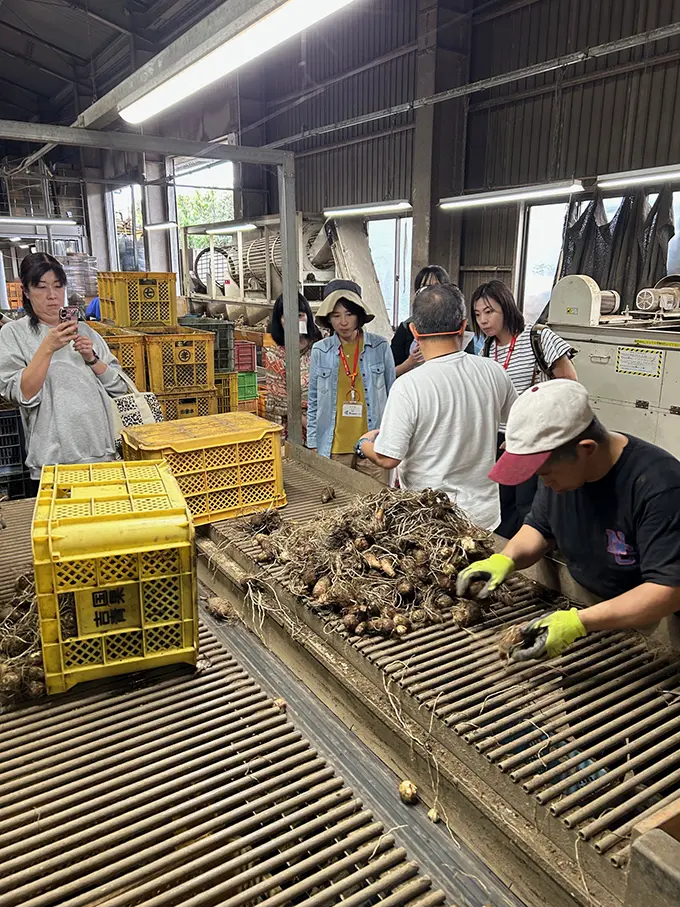 里芋の選果場の様子の画像