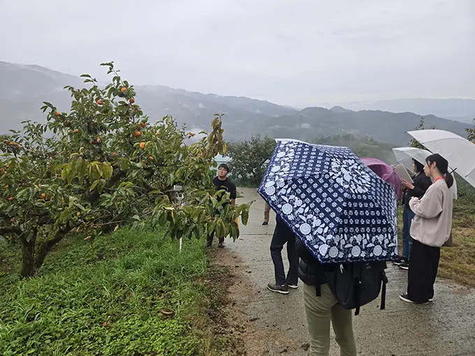 柿の収穫の説明を受ける様子の画像