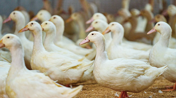 元気に育つ鴨たち