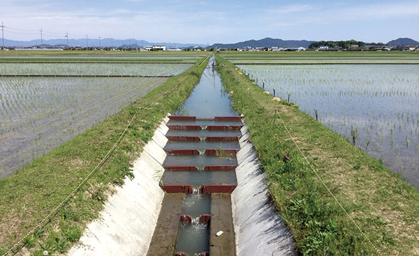 魚のゆりかご水田の写真