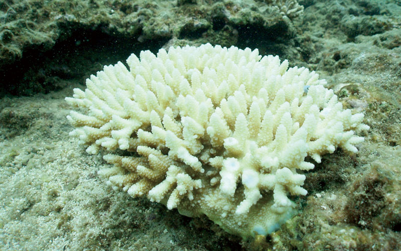 白化したサンゴ