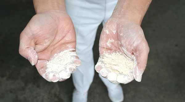 左が精白した小麦粉、右が外皮ごと挽いた全粒粉
