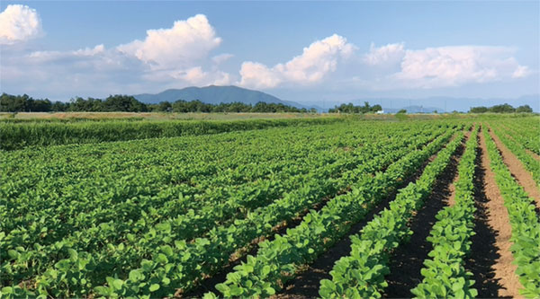広大な圃場