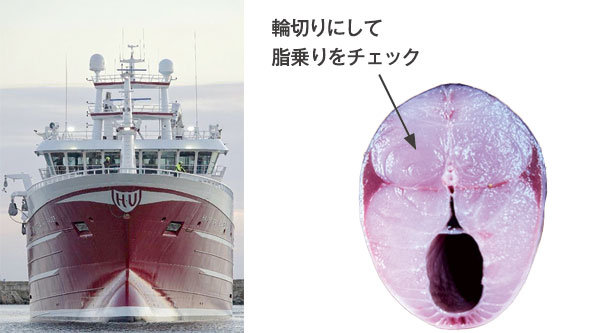 輪切りにして極洋のテクニシャンが脂乗りをチェック
