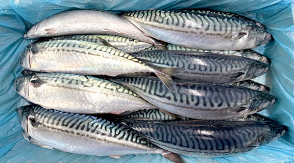 背中の模様がはっきりした、鮮度抜群のノルウェーさば