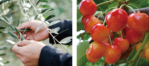 植物由来の保湿成分として小豆島産オリーブ葉と山形県産サクランボを配合