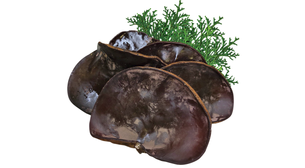 滋賀の生きくらげ（共栄精密）