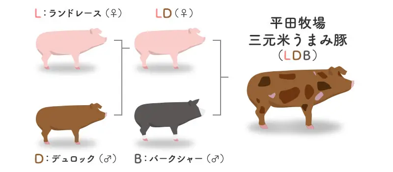 三元米うまみ豚の交配図