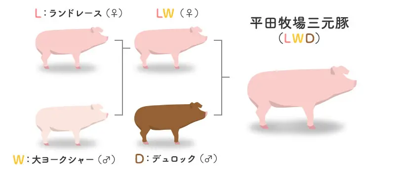 三元豚の交配図