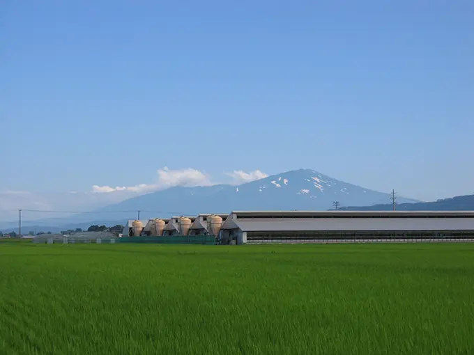 鳥海山と千本杉農場