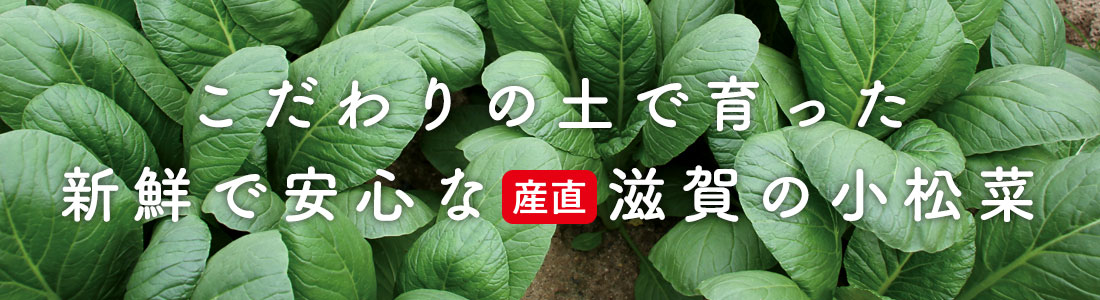 こだわりの土で育った　新鮮で安心な産直滋賀の小松菜